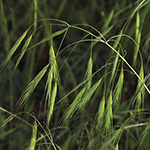 Bromus diandrus