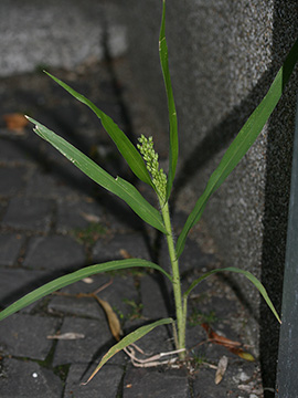 Panicum miliaceum