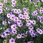 Catananche caerulea