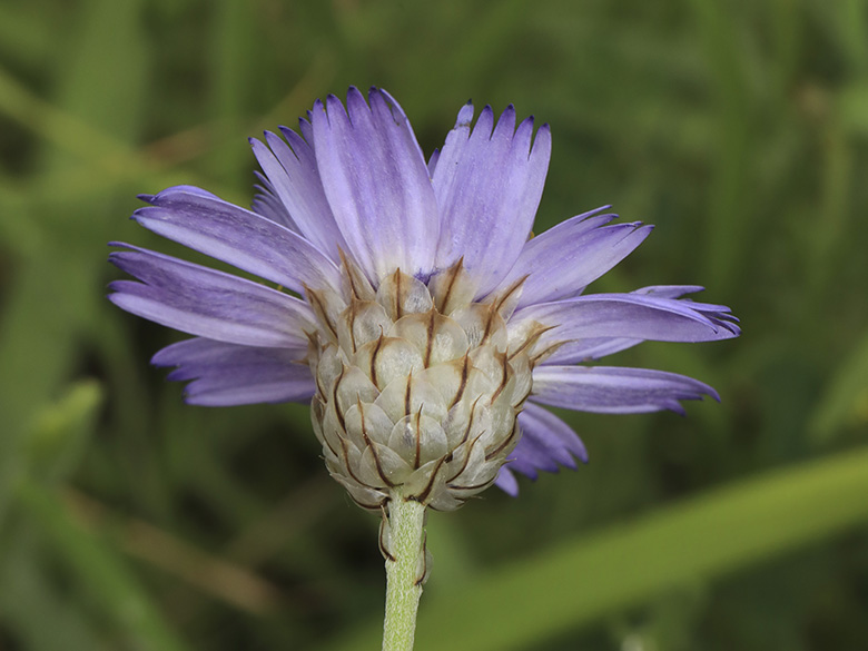 Catananche caerulea