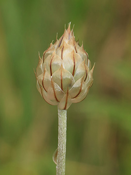Catananche caerulea