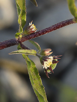 Eclipta prostrata