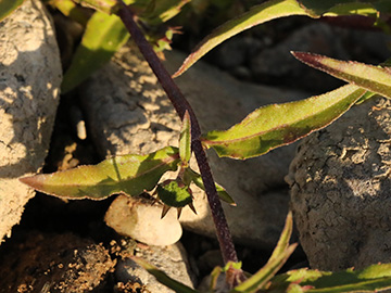 Eclipta prostrata