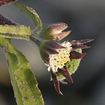 Eclipta prostrata