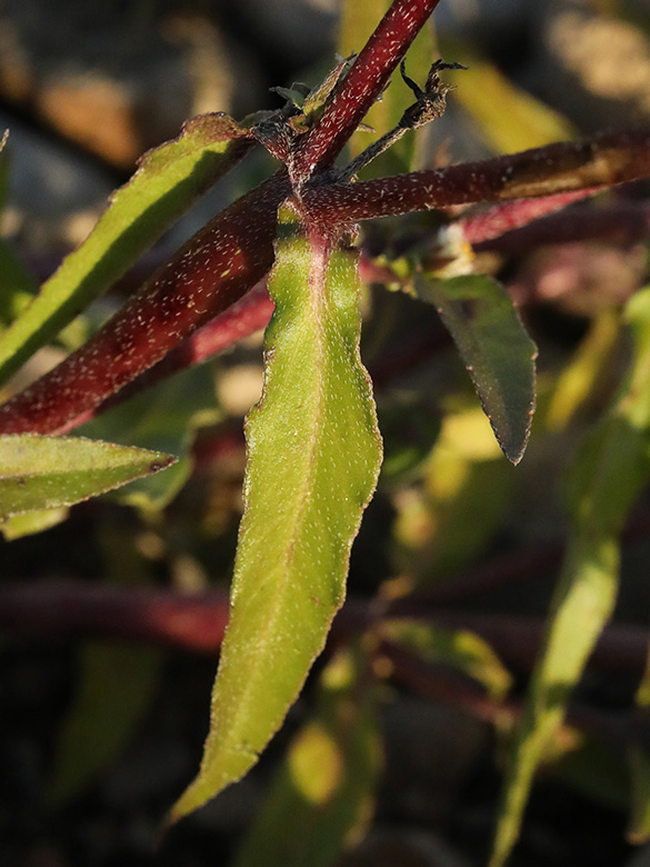 Eclipta prostrata