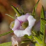 Sesamum indicum