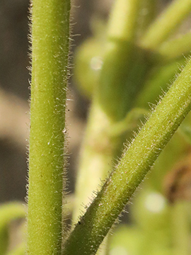 Solanum nitidibaccatum