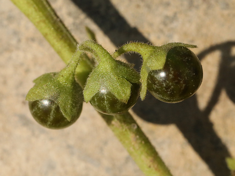 Solanum nitidibaccatum