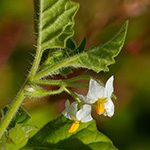 Solanum sarrachoides
