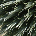 Echinops exaltatus - Drüsenlose Kugeldistel