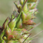 Echinochloa crus-galli - Gewöhnliche Hühnerhirse