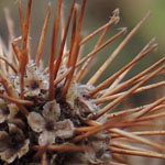Acaena caesiiglauca - Graublaues Stachelnüsschen