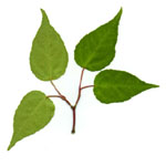 Acer crataegifolium - Weißdornblättriger Ahorn