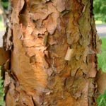 Acer griseum - Zimt-Ahorn