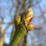 Acer macrophyllum - Oregon-Ahorn