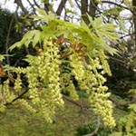 Acer macrophylum - Großblättriger Ahorn
