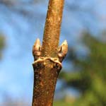 Acer monspessulanum - Französischer Ahorn