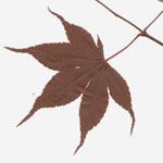 Acer palmatum 'Atropurpureum' - Fächer-Ahorn