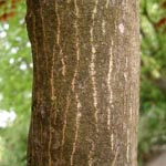 Acer palmatum - Fächer-Ahorn
