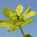 Acer platanoides - Spitz-Ahorn