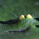 Aceria campestricola - Ulmenbeute-Gallmilbe