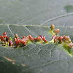 Aceria macrorhynchia - Hörnchengallmilbe