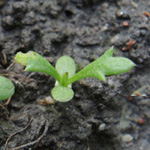 Achillea millefolium agg - Wiesen-Schafgarbe