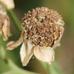 Achillea ptarmica - Sumpf-Schafgarbe