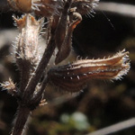 Acinos arvensis - Feld-Steinquendel