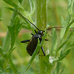 Insekten - Wanzen (Heteroptera) Adelphocoris seticornis - Gelbsaum-Zierwanze
