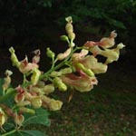 Aesculus flava - Gelbe Rosskastanie