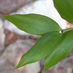 Agathis robusta - Queensland- Kaurifichte