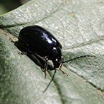 Insekten - Käfer (Coleoptera) Agelastica alni - Erlenblattkäfer