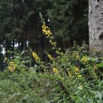Agrimomia procera - Großer Odermennig