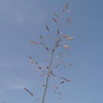 Agrostis canina - Hunds-Straußgras
