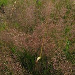 Agrostis capillaris - Rotes Straußgras