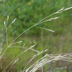 Agrostis scabra - Raues Straußgras