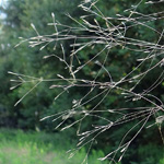 Agrostis scabra - Raues Straußgras
