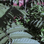 Ailanthus vilmoriana - Dorniger Götterbaum