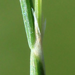 Aira caryophyllea - Nelken-Haferschmiele
