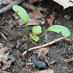 Alliaria petiolata - Knoblauchsrauke