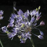 Allium caeruleum - Blau-Lauch
