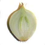 Allium cepa - Küchenzwiebel