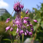 Allium pulchellum -Schöner Lauch