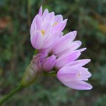 Allium roseum - Rosen-Lauch