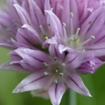 Allium schoenoprasum - Schnitt-Lauch