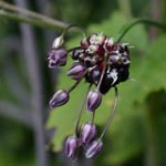 Allium scorodoprasum - Schlangen-Lauch