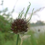 Allium vineale - Weinbergs-Lauch