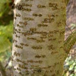 Alnus viridis - Grün-Erle
