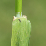 Alopecurus pratensis - Wiesen-Fuchschwanzgras